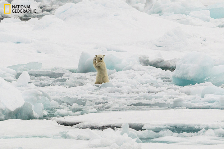 �����ܴ��к���Arctic Hi-Five by Colin Mackenzie ��