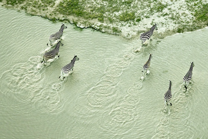 ���ް����ɺӣ�African wildlife by Zack Seckler��