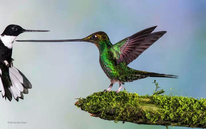 ����ĳ��죨Sword-billed hummingbird, Jan van der Greef ��