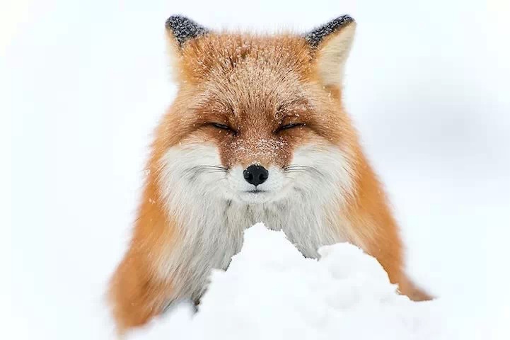����˹�����������ĺ��꣨ Foxes in Russia's northeastern Chukotka region by Ivan Kislov��