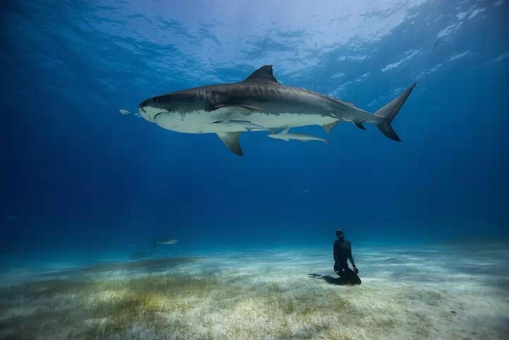 ����սʿ��freediving with tiger sharks in Bahamas by Eusebio Saenz de Santamaria��