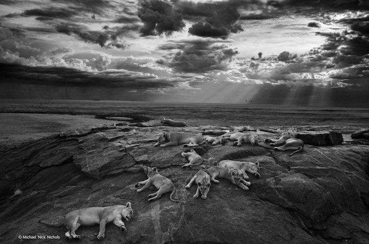 ���׸ǵٹ��ҹ�԰Ⱥʨ��Lions of Serengeti National Park, Michael 'Nick' Nich ��