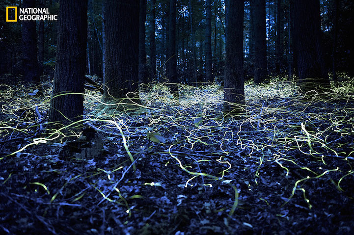 ��ɫ����ө��棨Blue Ghost Fireflies in Brevard, North Carolina by Spencer Black ��