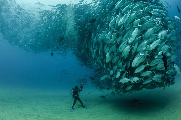 Ⱥ��籩��Swirling tornado of fish by Octavio Aburto��