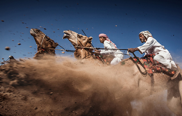 也门的传统骆驼赛跑比赛Camel Ardah，跑得快的骆驼是输家。摄影师：Ahmed Al Toqi