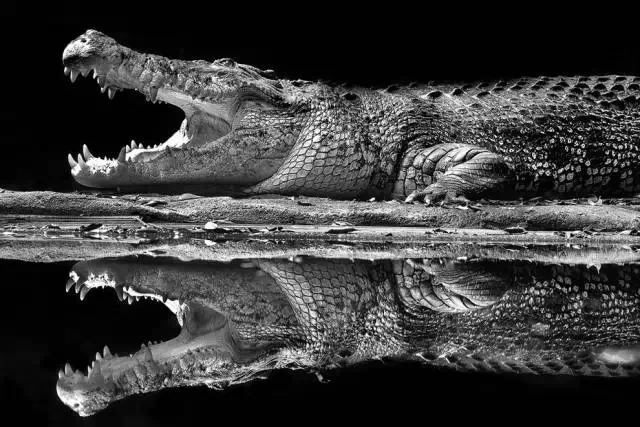 ��Mirror-crocodile��