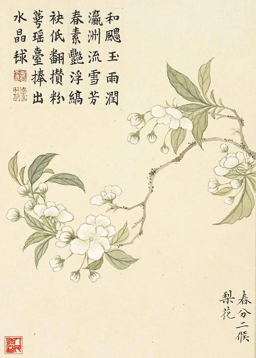 春分二候梨花