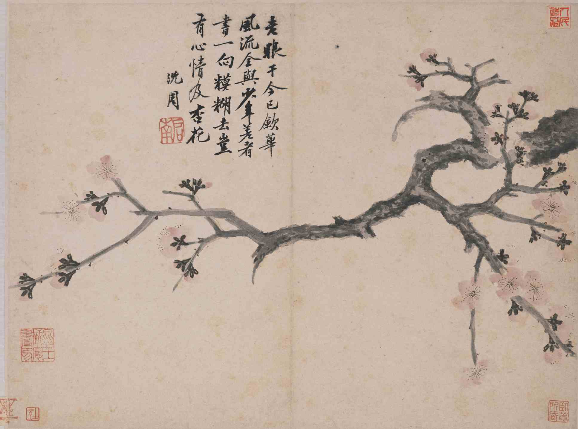 卧游图册之杏花-沈周