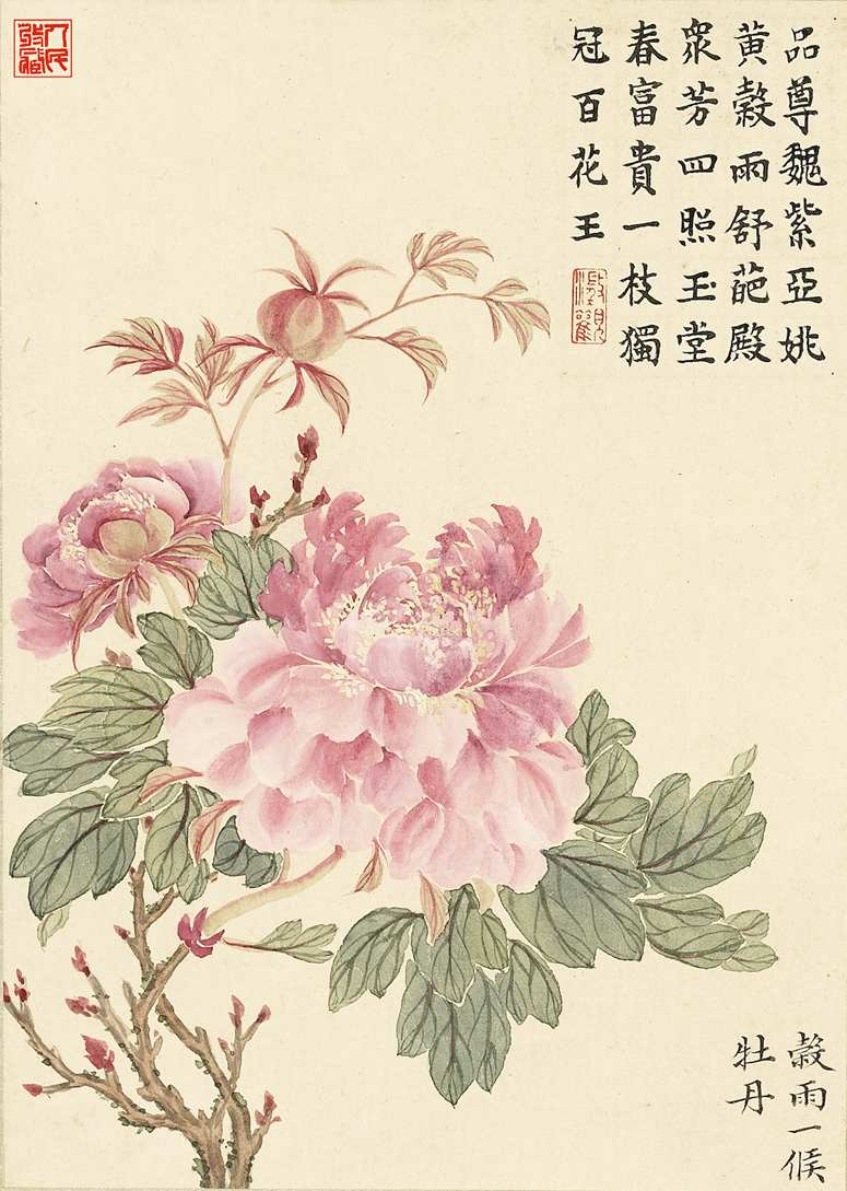 谷雨一候牡丹
