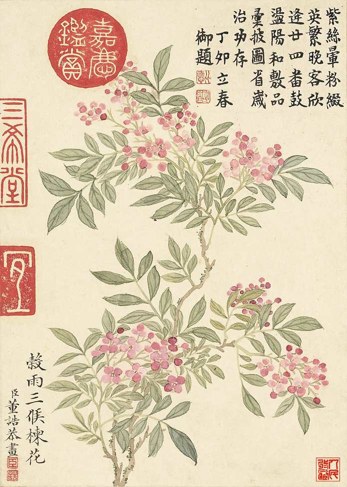 谷雨三候楝花