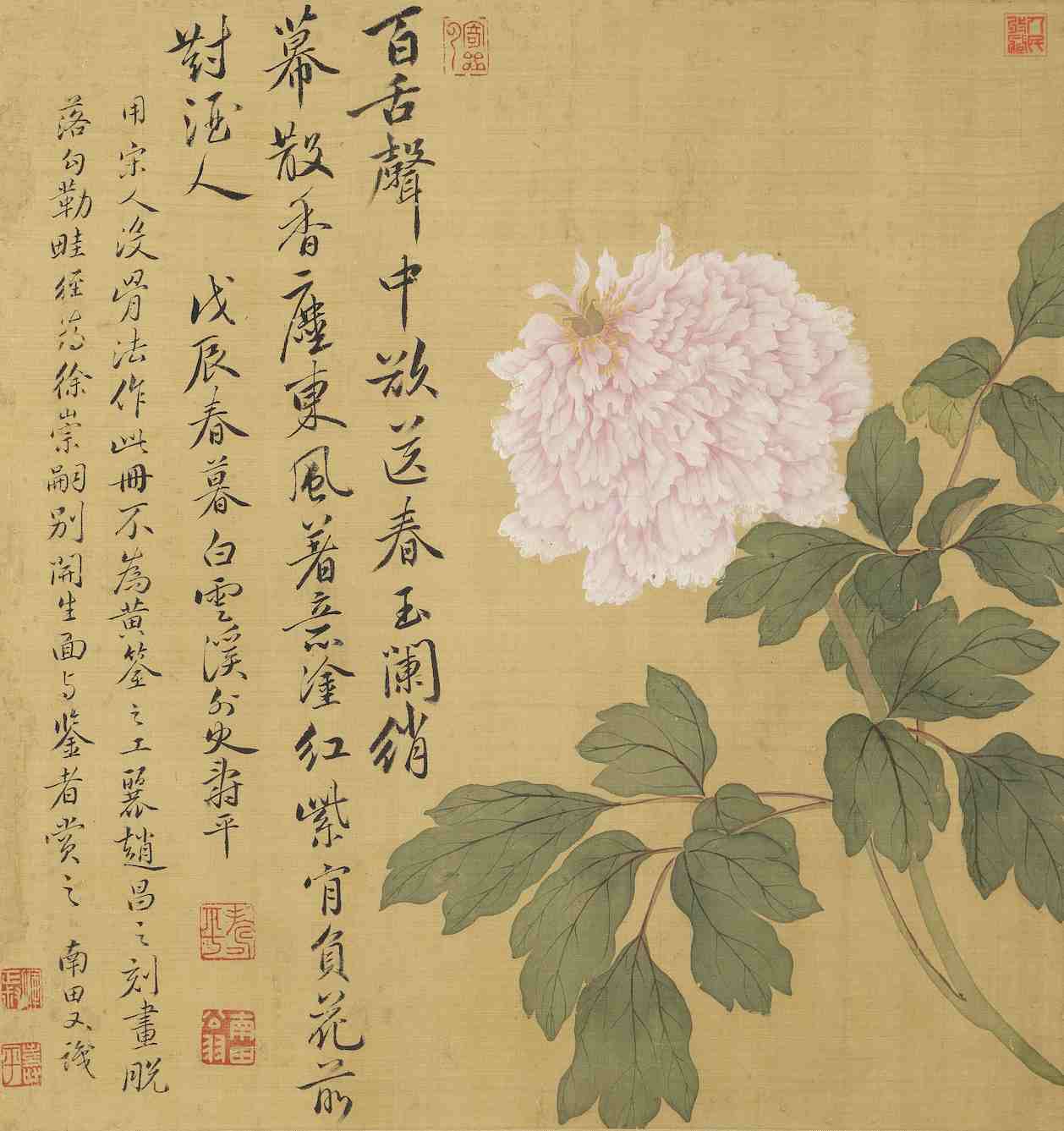 牡丹册之八-恽寿平