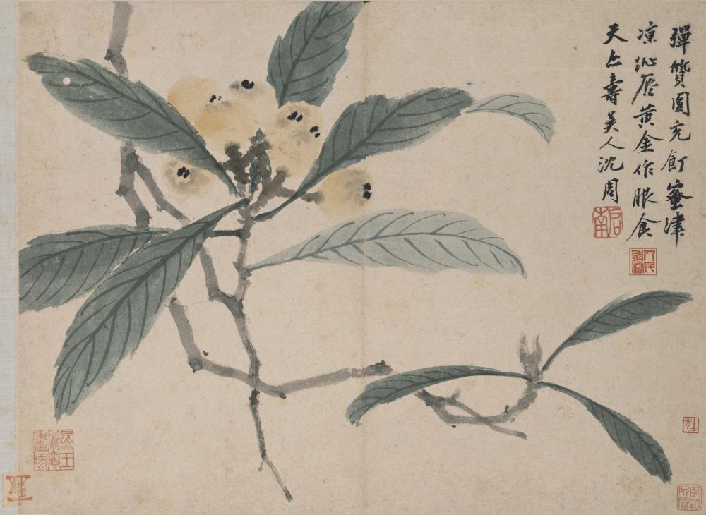 《卧游图册之枇杷-沈周》仿制画
