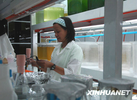 金色珍珠是怎样炼成的?